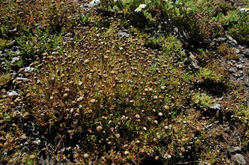 Cotula abyssinica photo 6