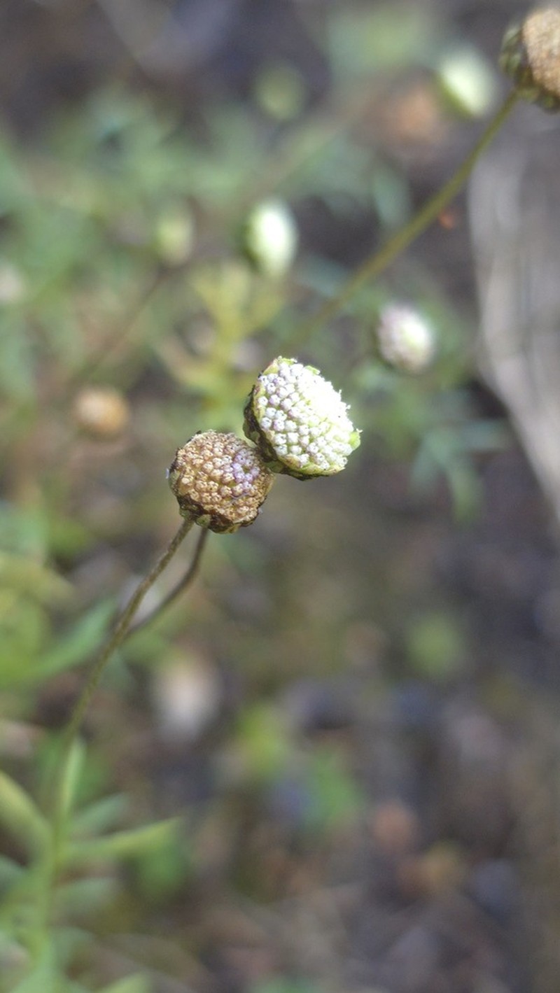 Cotula abyssinica photo 7