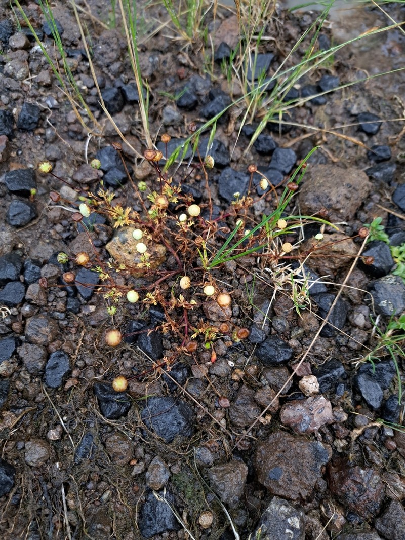 Cotula abyssinica photo 8