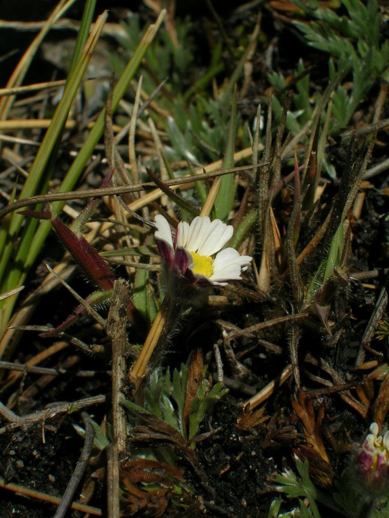 Cotula andreae photo 2
