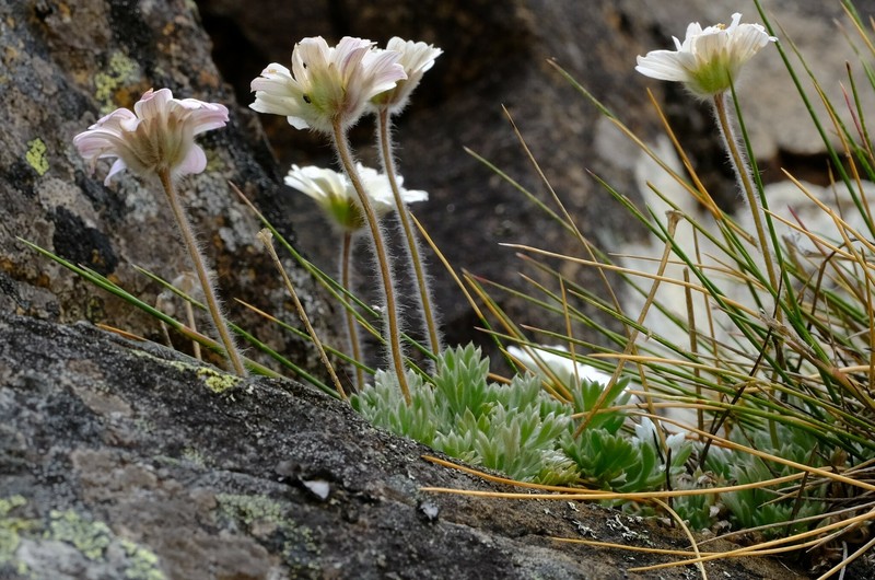 Cotula andreae photo 4