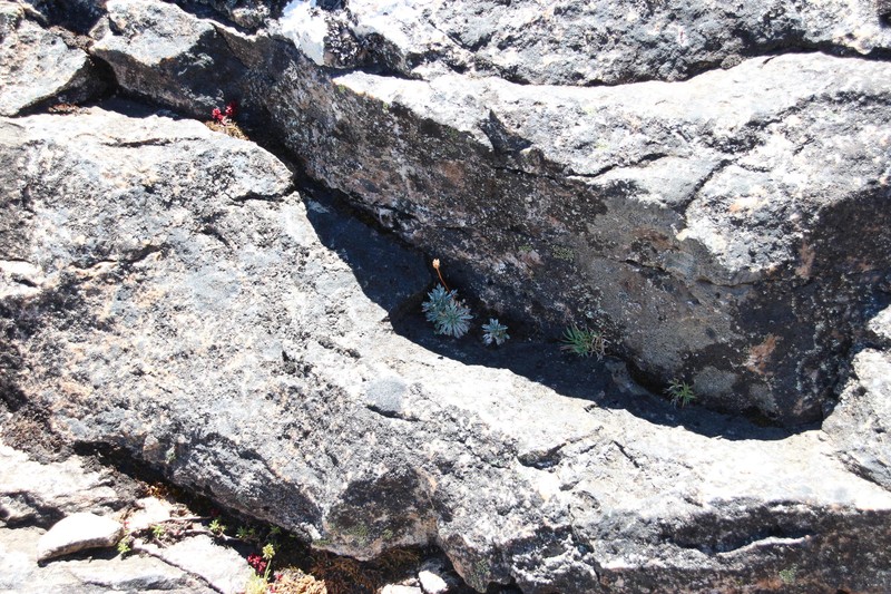 Cotula andreae photo 5