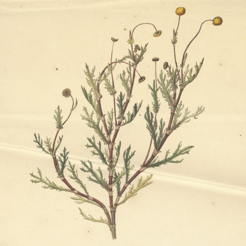 Cotula anthemoides