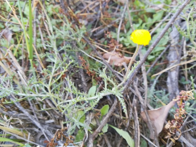 Cotula anthemoides photo 2
