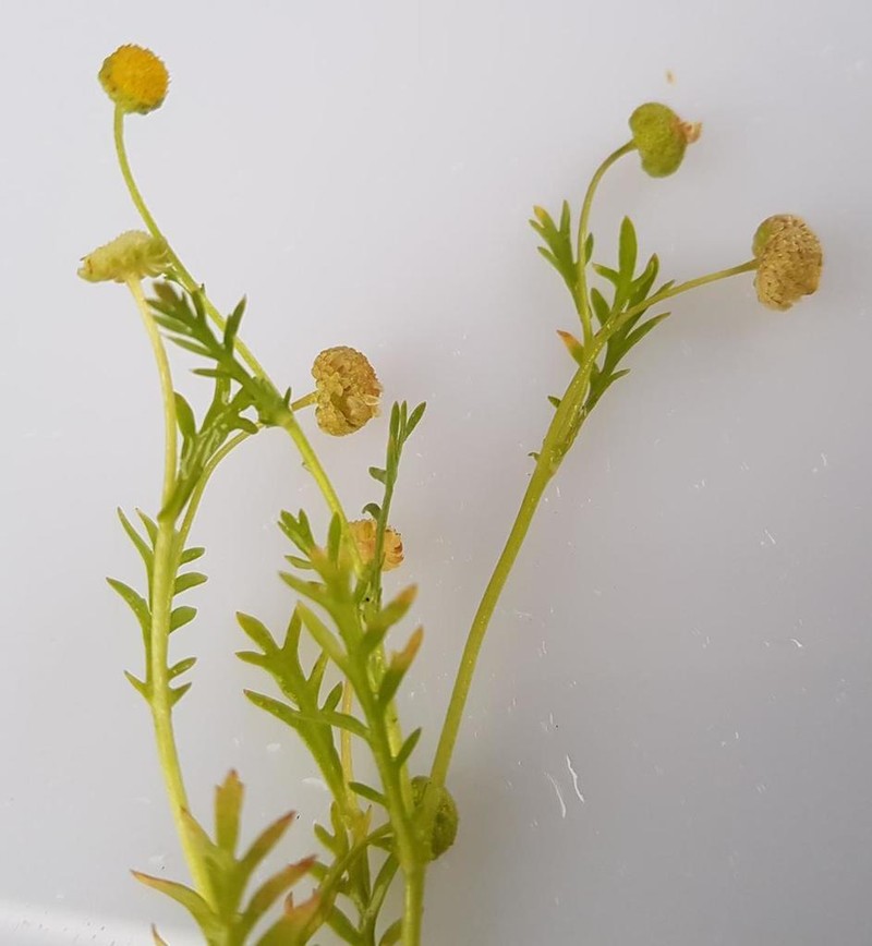 Cotula anthemoides photo 3