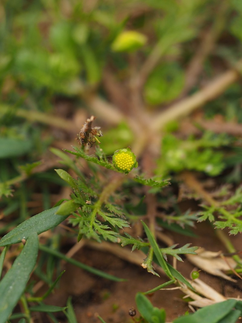 Cotula anthemoides photo 4