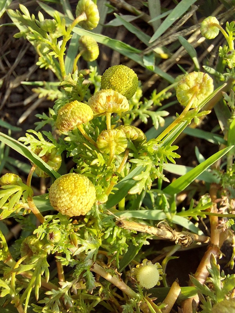 Cotula anthemoides photo 5