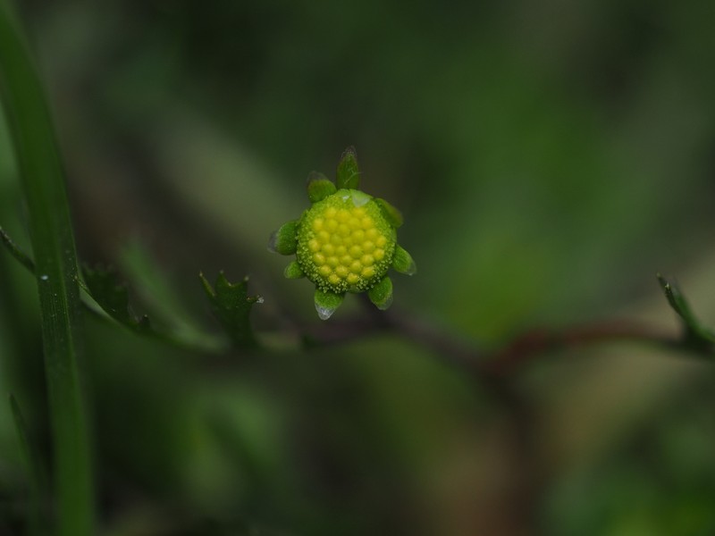 Cotula anthemoides photo 6