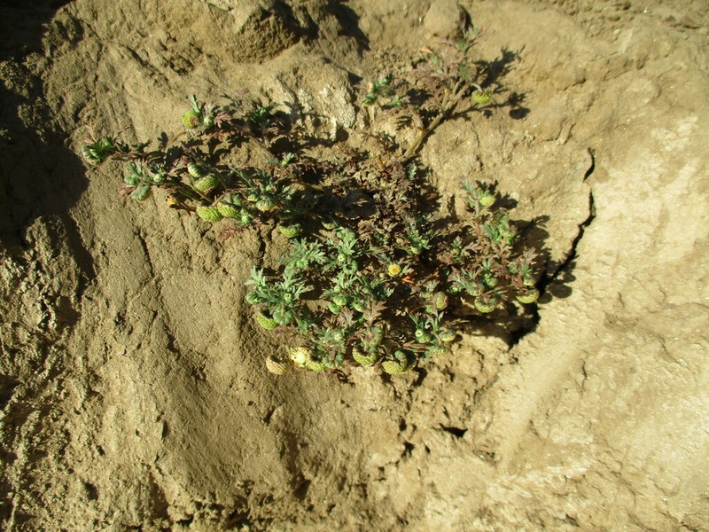 Cotula anthemoides photo 7