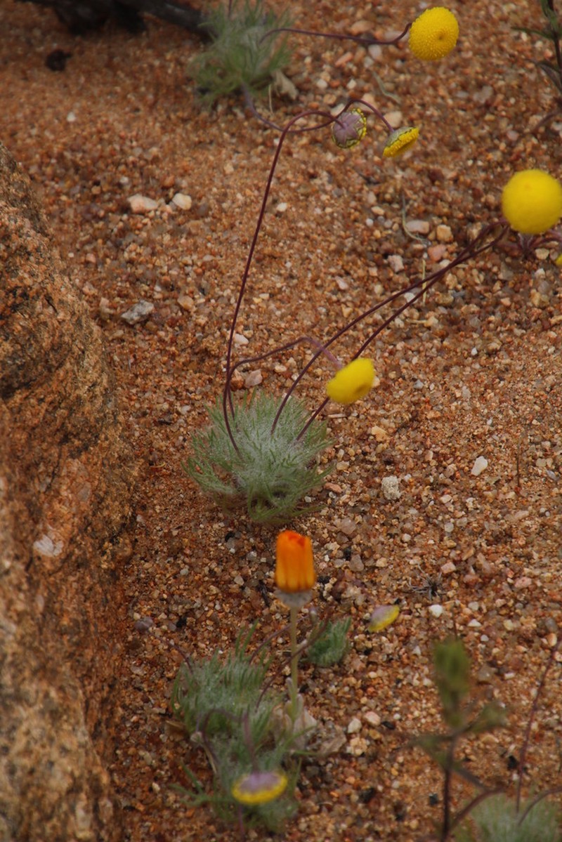 Cotula barbata
