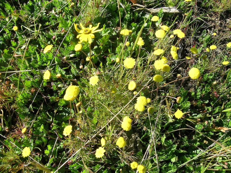 Cotula barbata photo 3
