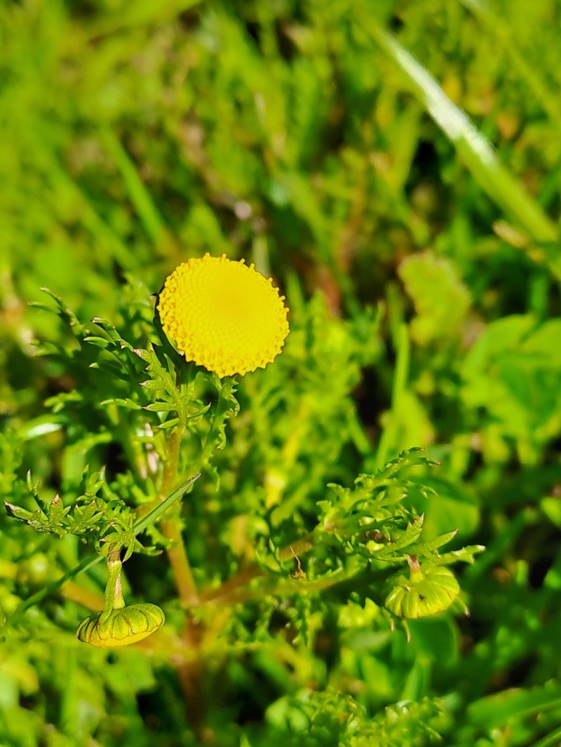 Cotula barbata photo 6