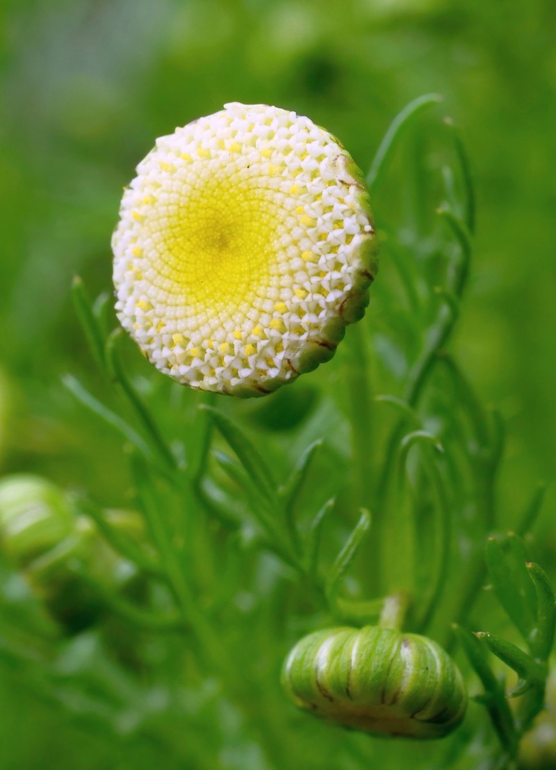 Cotula bipinnata