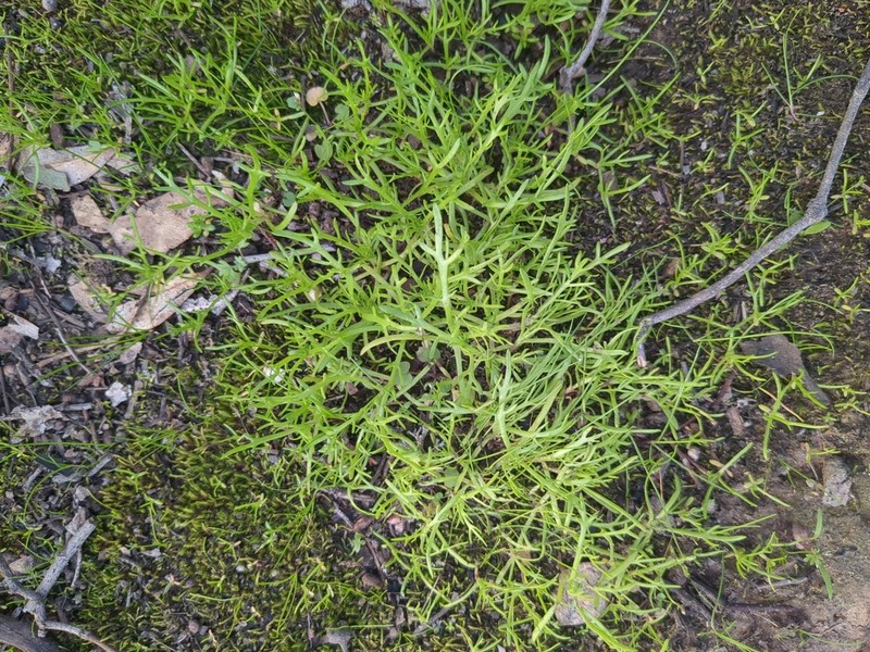 Cotula bipinnata photo 2
