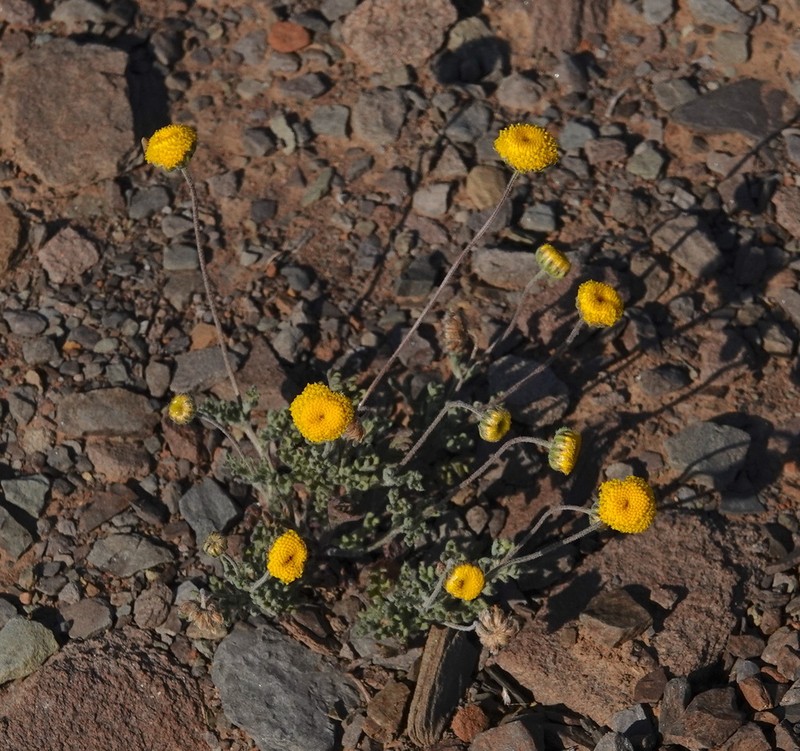 Cotula bipinnata photo 3