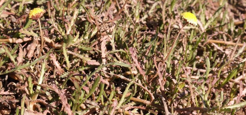 Cotula bipinnata photo 4