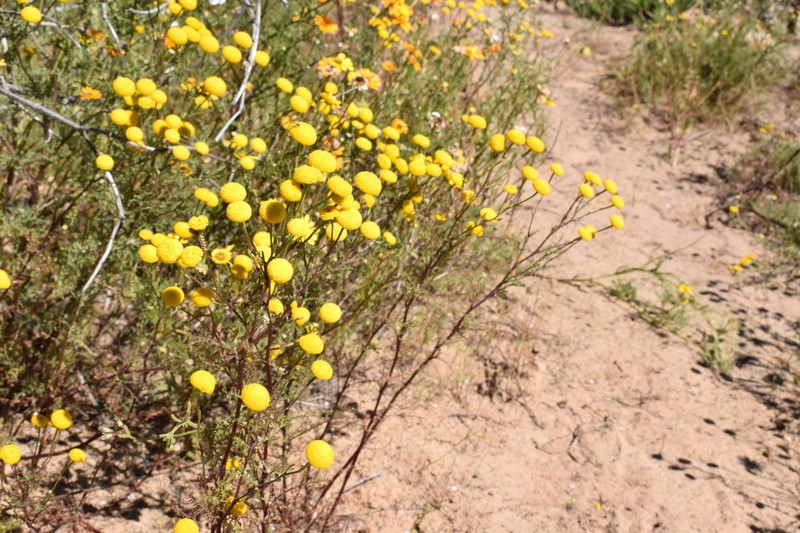 Cotula bipinnata photo 5