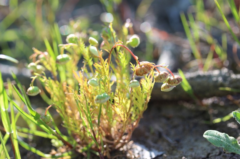 Cotula bipinnata photo 6