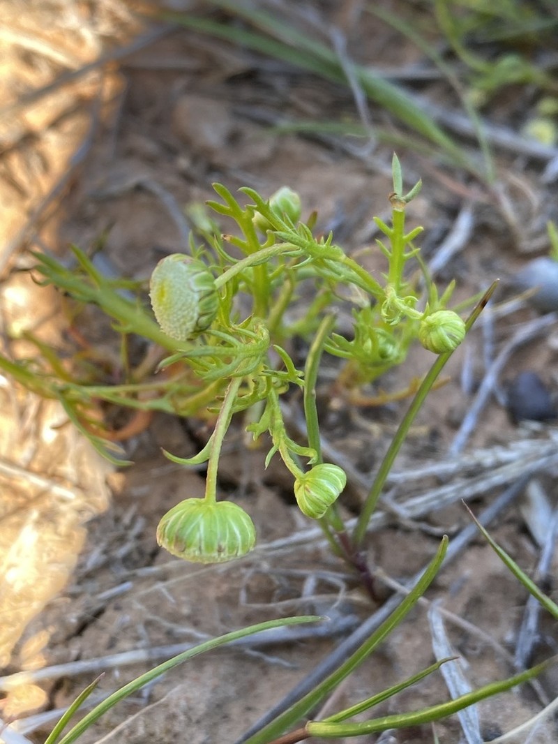 Cotula bipinnata photo 7