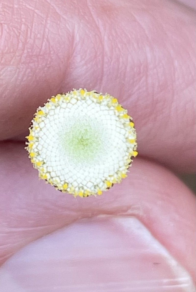Cotula bipinnata photo 8