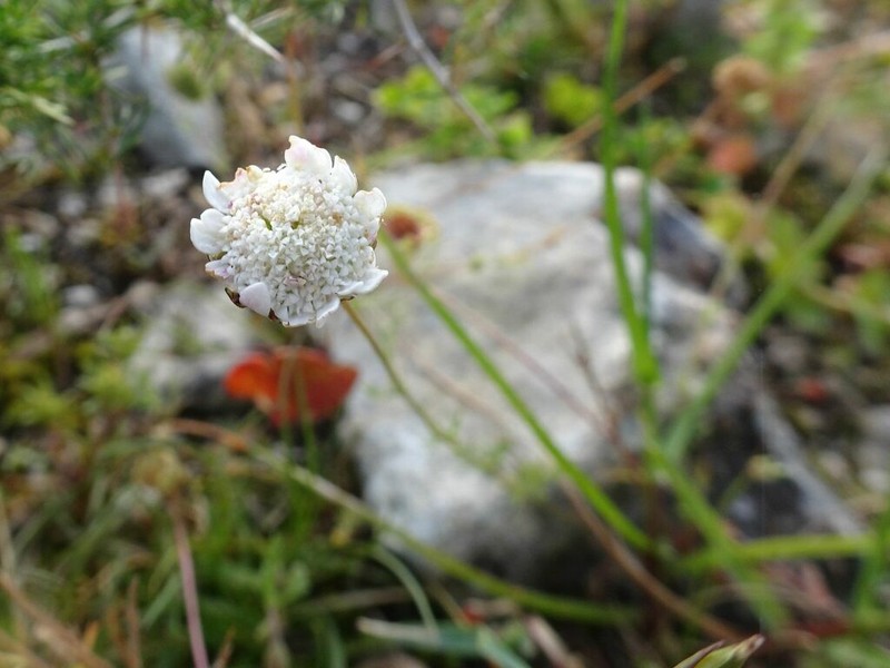 Cotula calcicola
