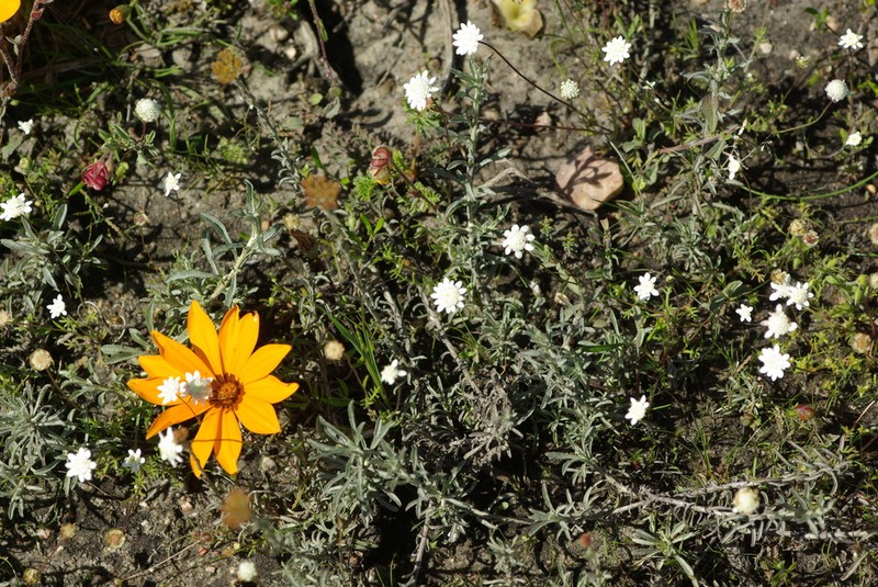 Cotula calcicola photo 3