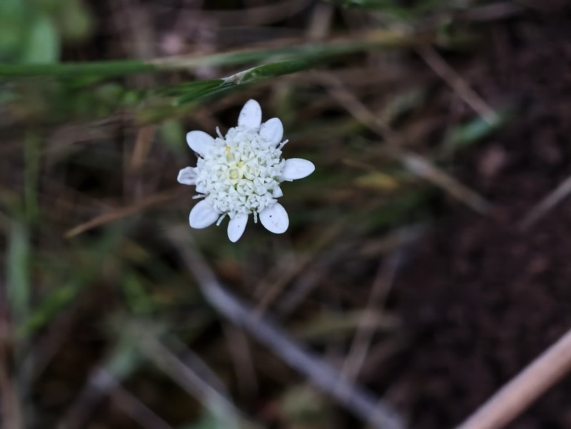 Cotula calcicola photo 4