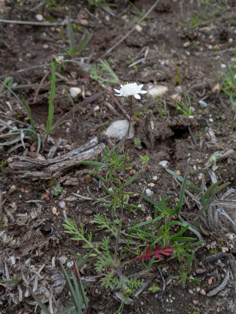 Cotula calcicola photo 5
