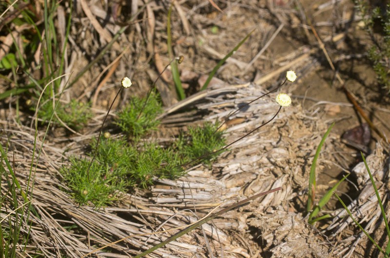 Cotula ceniifolia