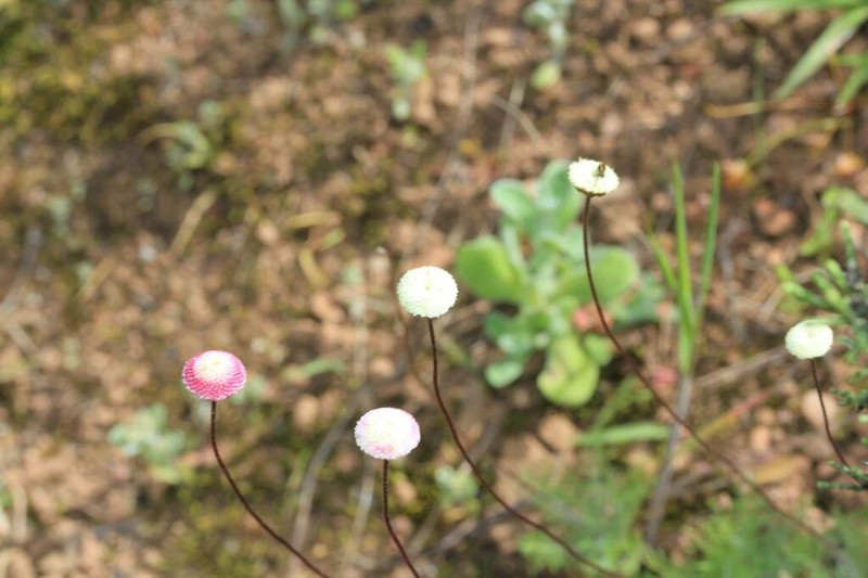 Cotula ceniifolia photo 2