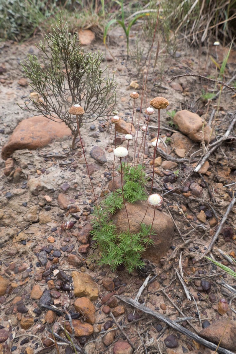 Cotula ceniifolia photo 3