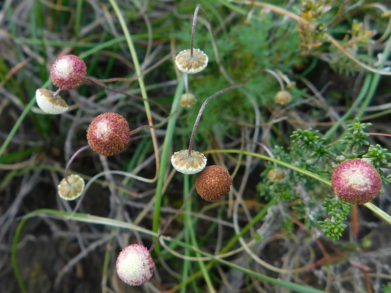 Cotula ceniifolia photo 4