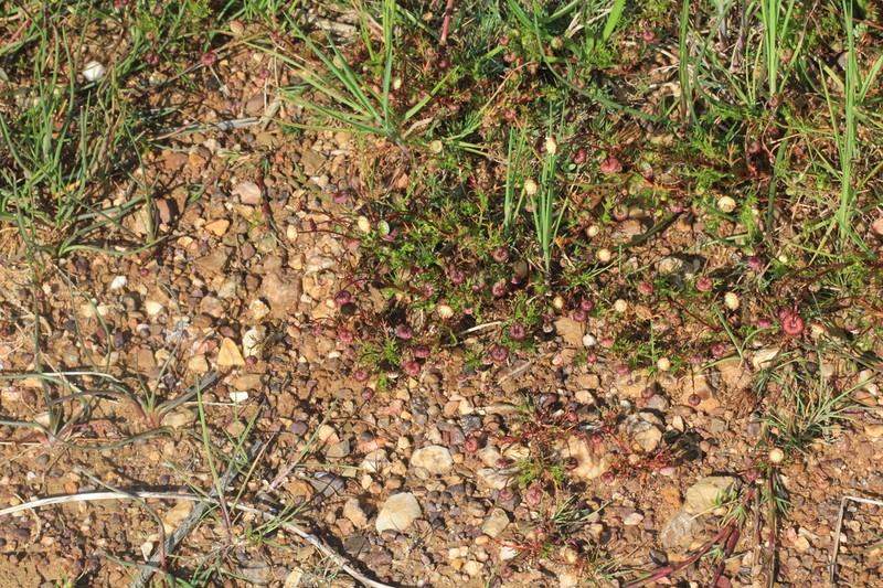 Cotula ceniifolia photo 5