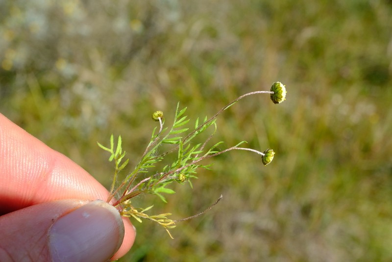 Cotula ceniifolia photo 6