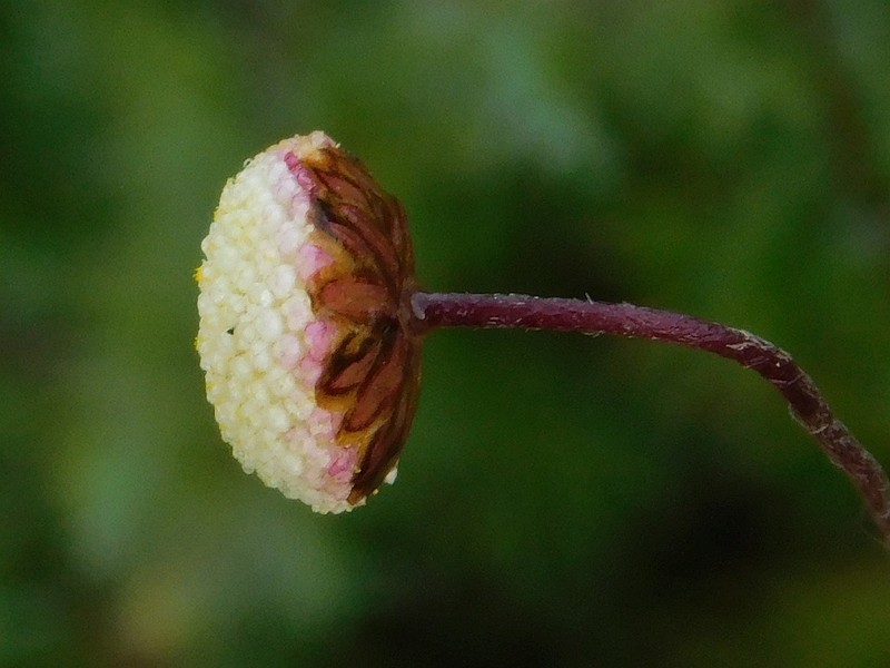 Cotula ceniifolia photo 7
