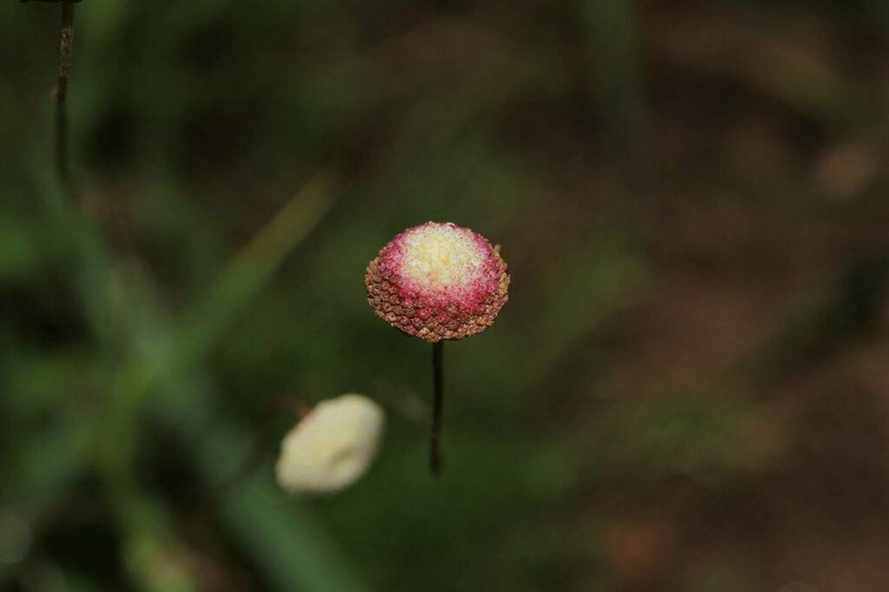 Cotula ceniifolia photo 8