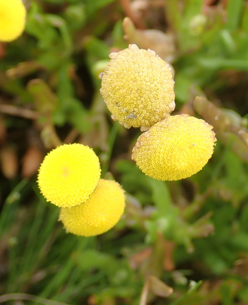 Common Brassbuttons photo 5