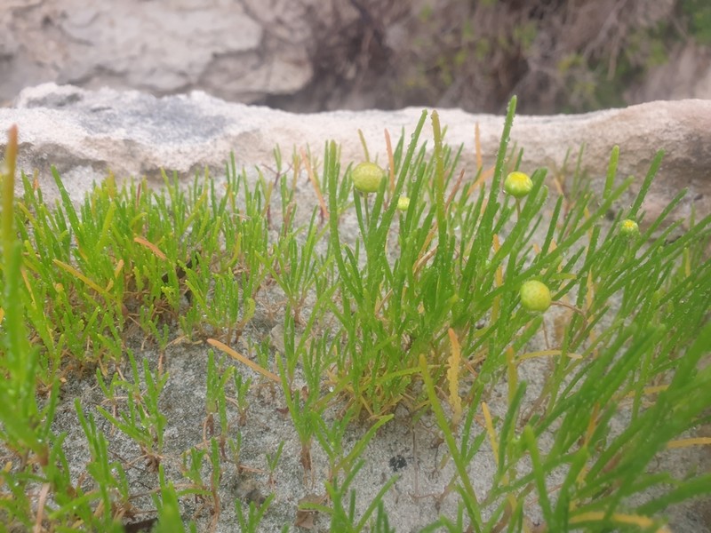 Cotula cotuloides