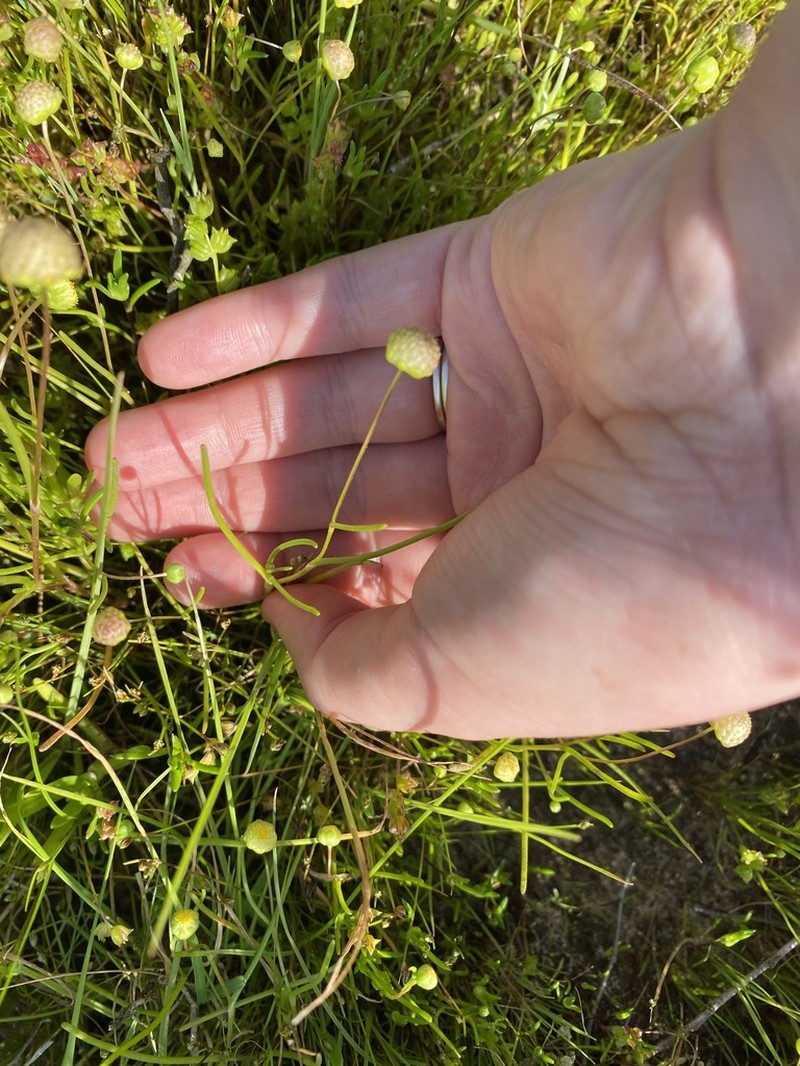 Cotula cotuloides photo 2
