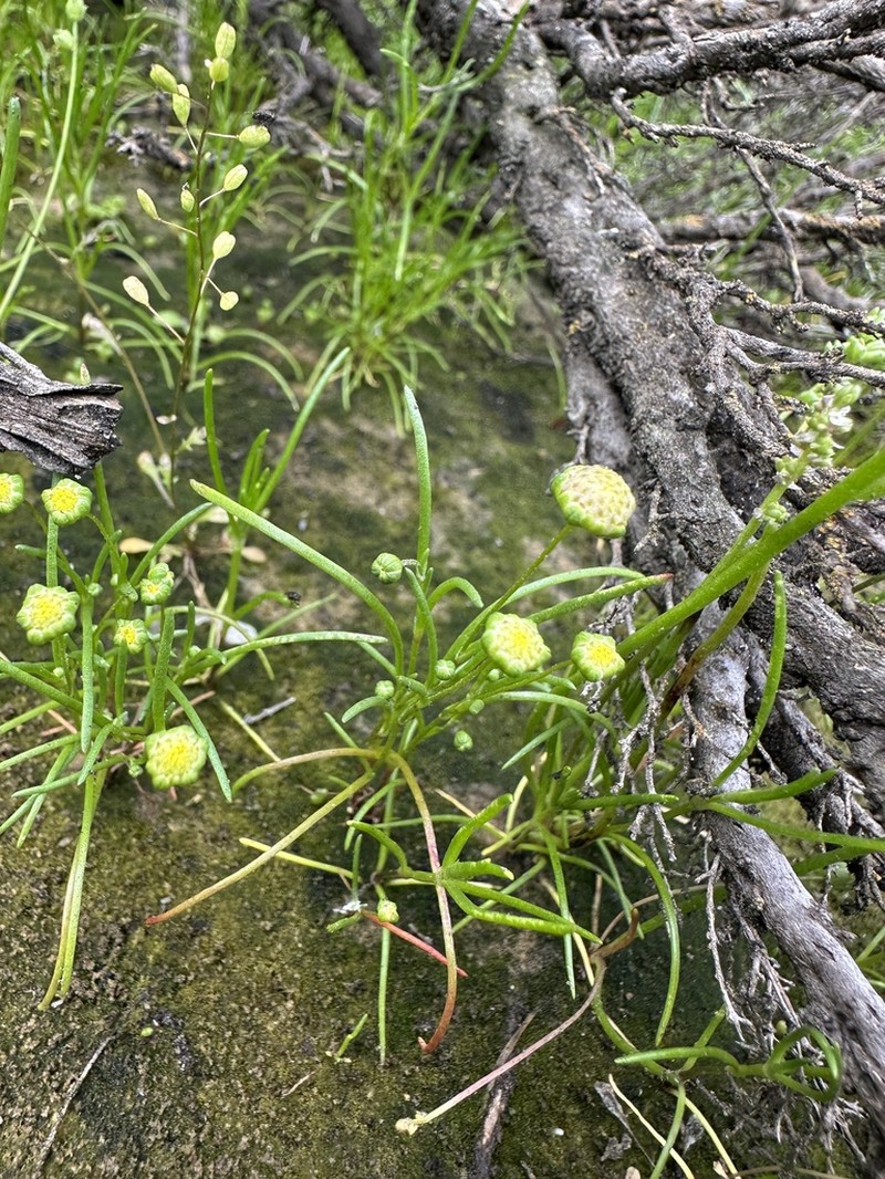 Cotula cotuloides photo 3