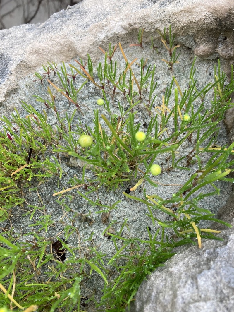 Cotula cotuloides photo 4