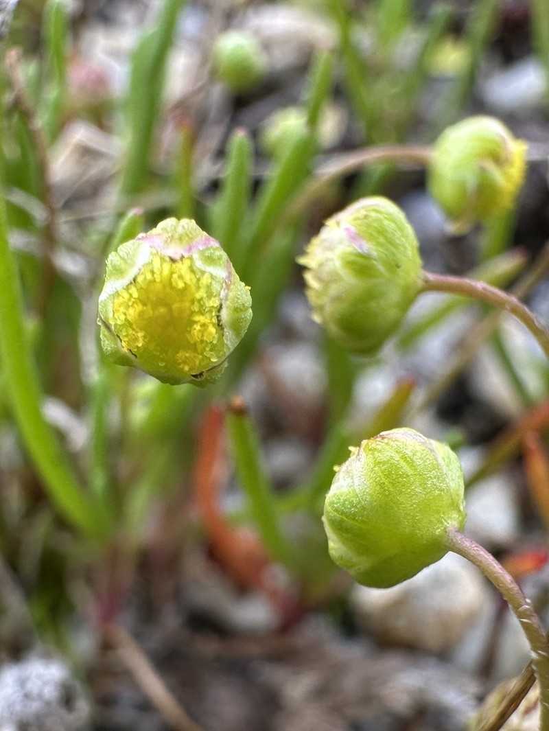 Cotula cotuloides photo 5