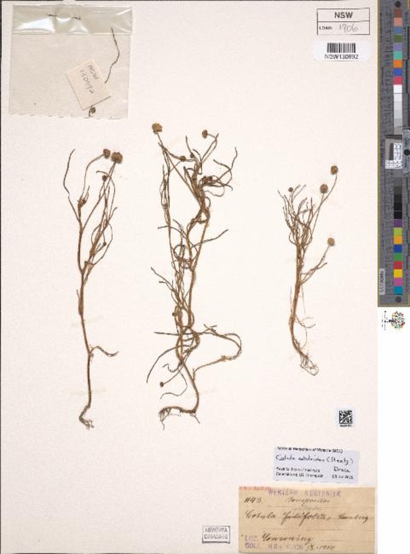 Cotula cotuloides photo 6