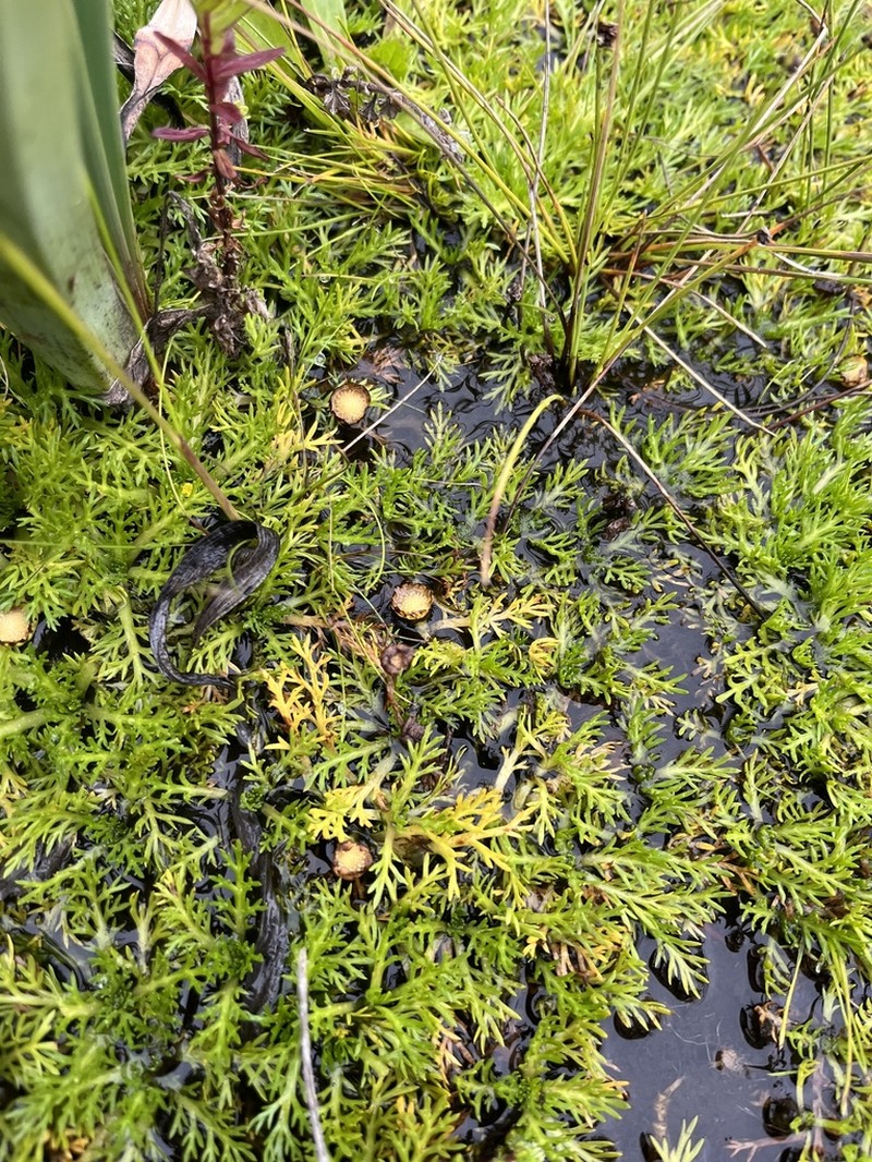 Cotula cryptocephala