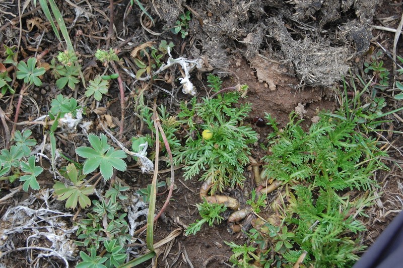 Cotula cryptocephala photo 2
