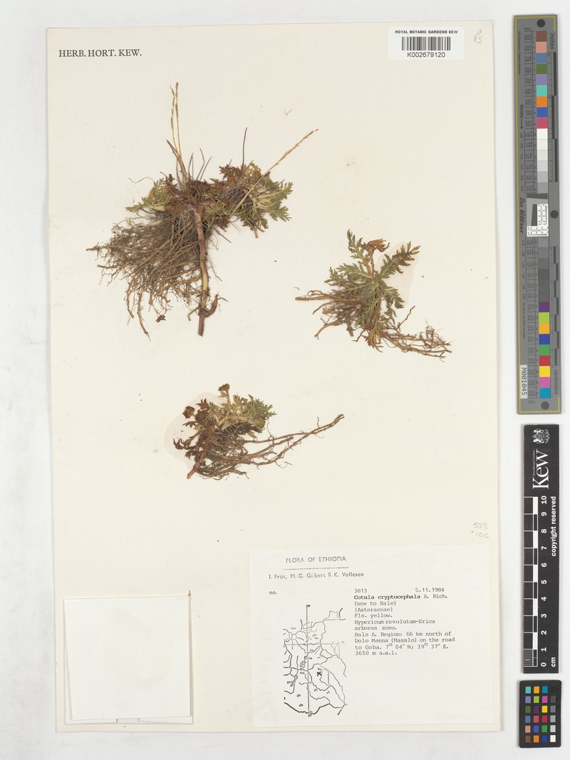 Cotula cryptocephala photo 3