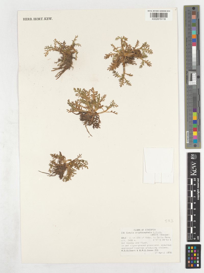 Cotula cryptocephala photo 4