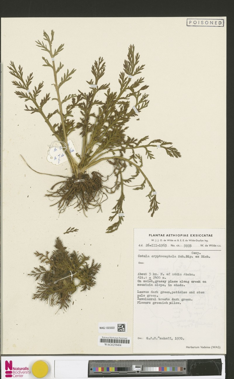 Cotula cryptocephala photo 5
