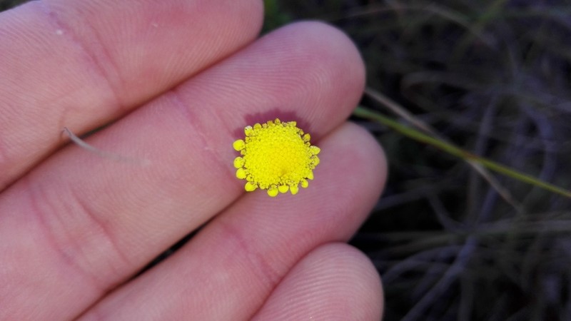 Cotula discolor
