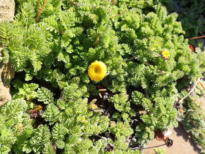 Cotula discolor photo 2